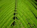 Fern Symmetry