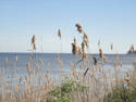 Beach Weeds