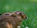 Wild Hare