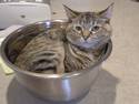 Kitty Bowl