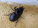 Stag Beetle