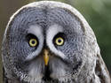 Grey Owl