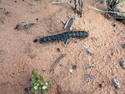 Spiky Caterpillar