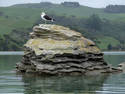 Gull on Rock