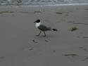 Seagull Stroll