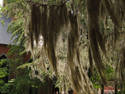 Spanish Moss