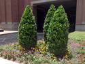 Three Pointy Shrubs