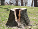 Hollowed Stump