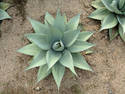 Aloe Top View