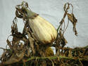 Dried Eggplant