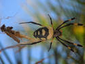 Black And Yellow Spider