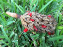 Magnolia Seeds