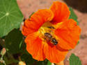 Bee On Orange Flower