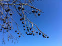 Tree Berries