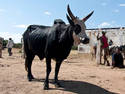 Zebu