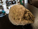 Celery Root