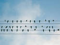 Birds On A Wire