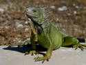 Lizard Sunning