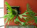 Staghorn Fern