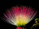 Silk Tree Flower