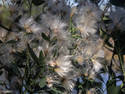 Hairy Blooms