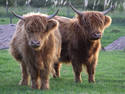 Highland Twins