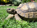 Tromping Tortoise