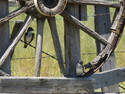 Birds On A Wheel