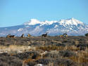 Mule Deer