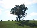 Cattle On A Hill