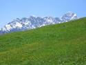 Alpine Meadow