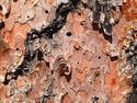 Pine Tree Bark