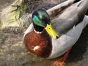 Mallard Close Up