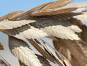 Sea Oats