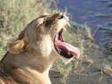 Lion Yawn