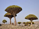 Dragon Blood Trees, 5 entries