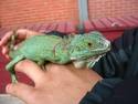 Pet Lizard