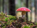 Amanita Muscaria