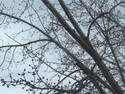 Winter Branches