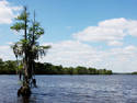 Lake Tree