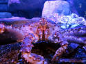 King Crab