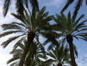 Palms And Clouds