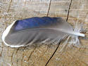 Feather On Wood