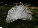 White Peacock