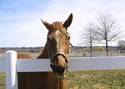 Friendly Horse