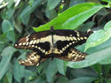 Mirrored Butterflies