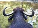 Water Buffalo