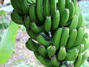 Green Bananas