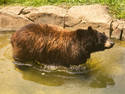 Bathing Bear