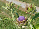 Artichoke